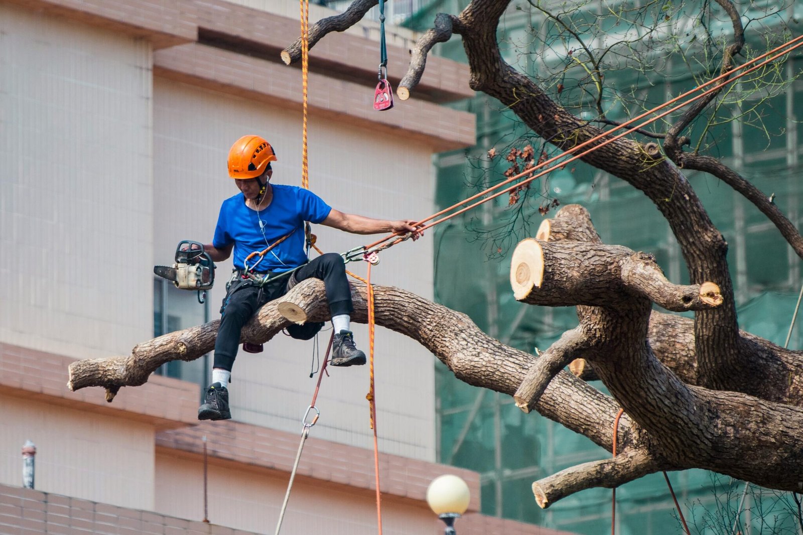 Tree surgeon using a chainsaw to prune branches while secured with ropes
