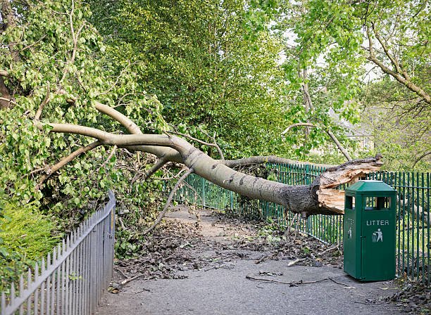 Storm Tree removal & cleanup services Leander