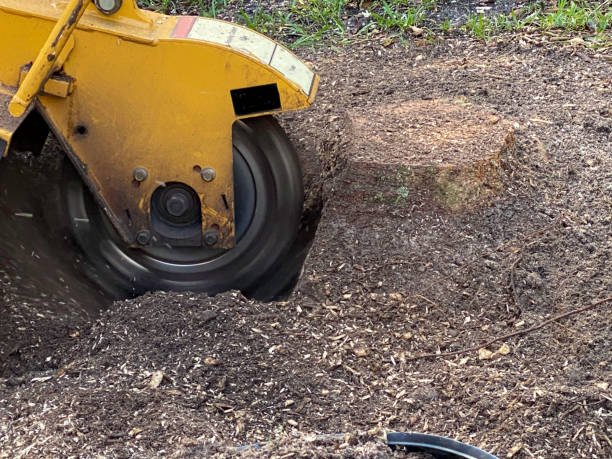 Stump grinding services in the Austin Area
