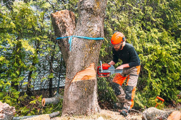 Tree removal services in Leander Texas