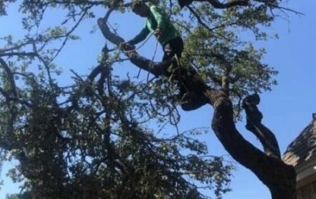 Tree trimming in Leander Texas