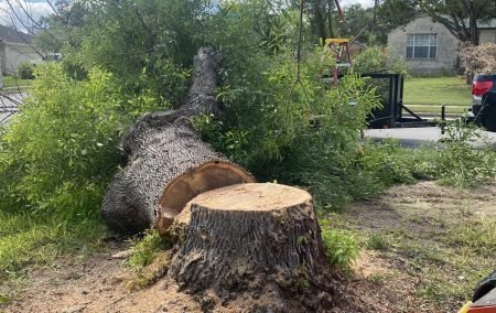 Tree Health and cleanup services TX